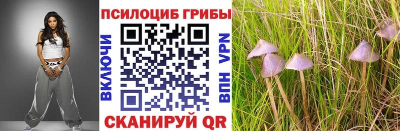 как найти   Киренск  Псилоцибиновые грибы Cubensis 